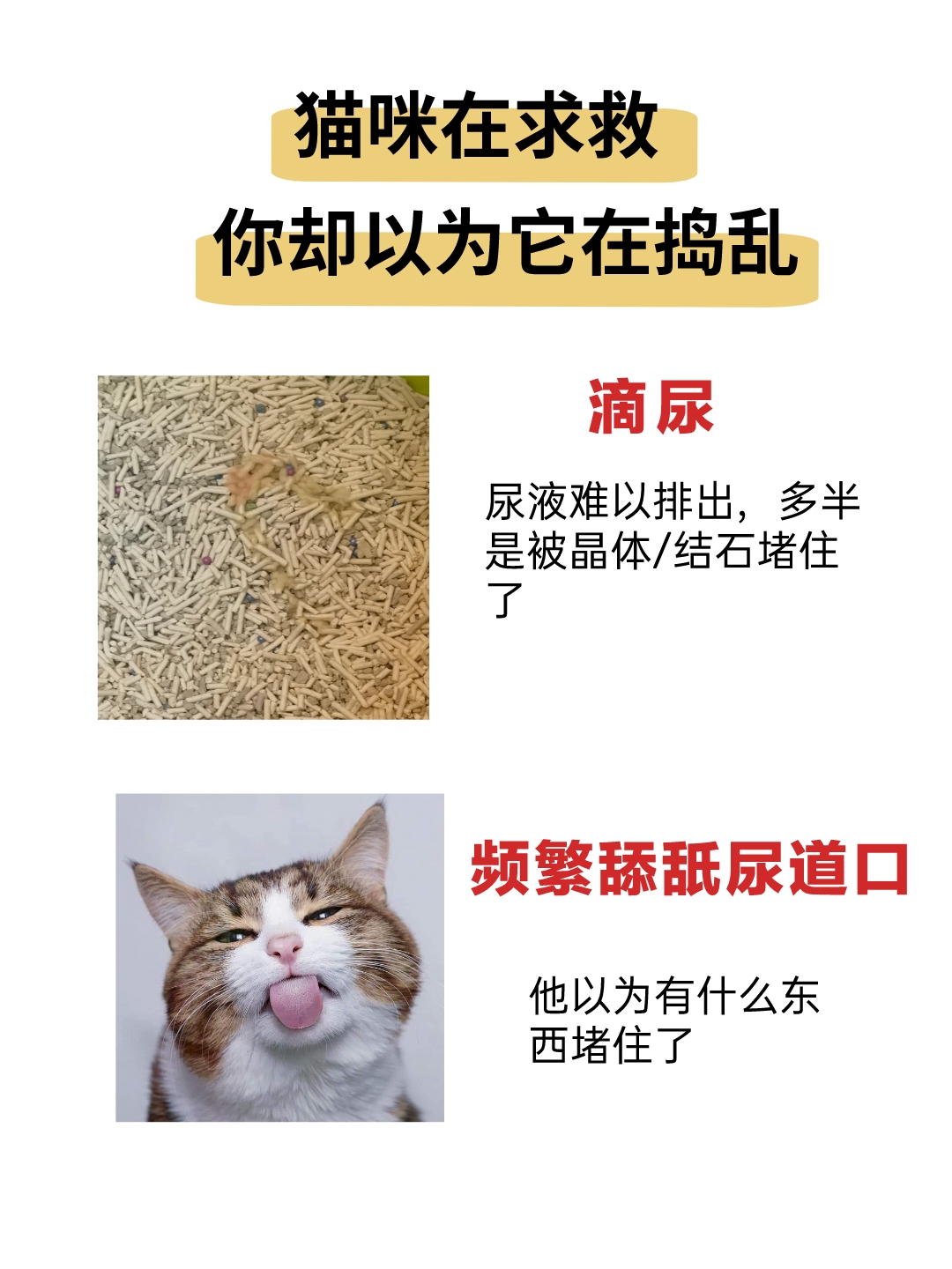 猫咪尿结晶/结石表现症状