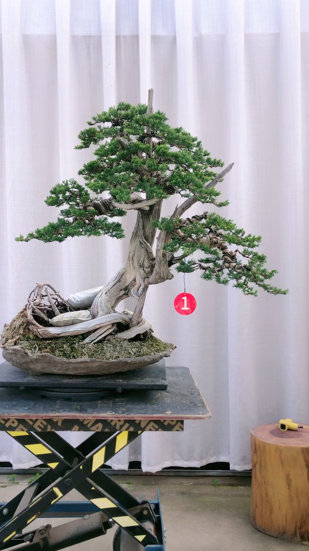 精品系鱼川真柏盆景