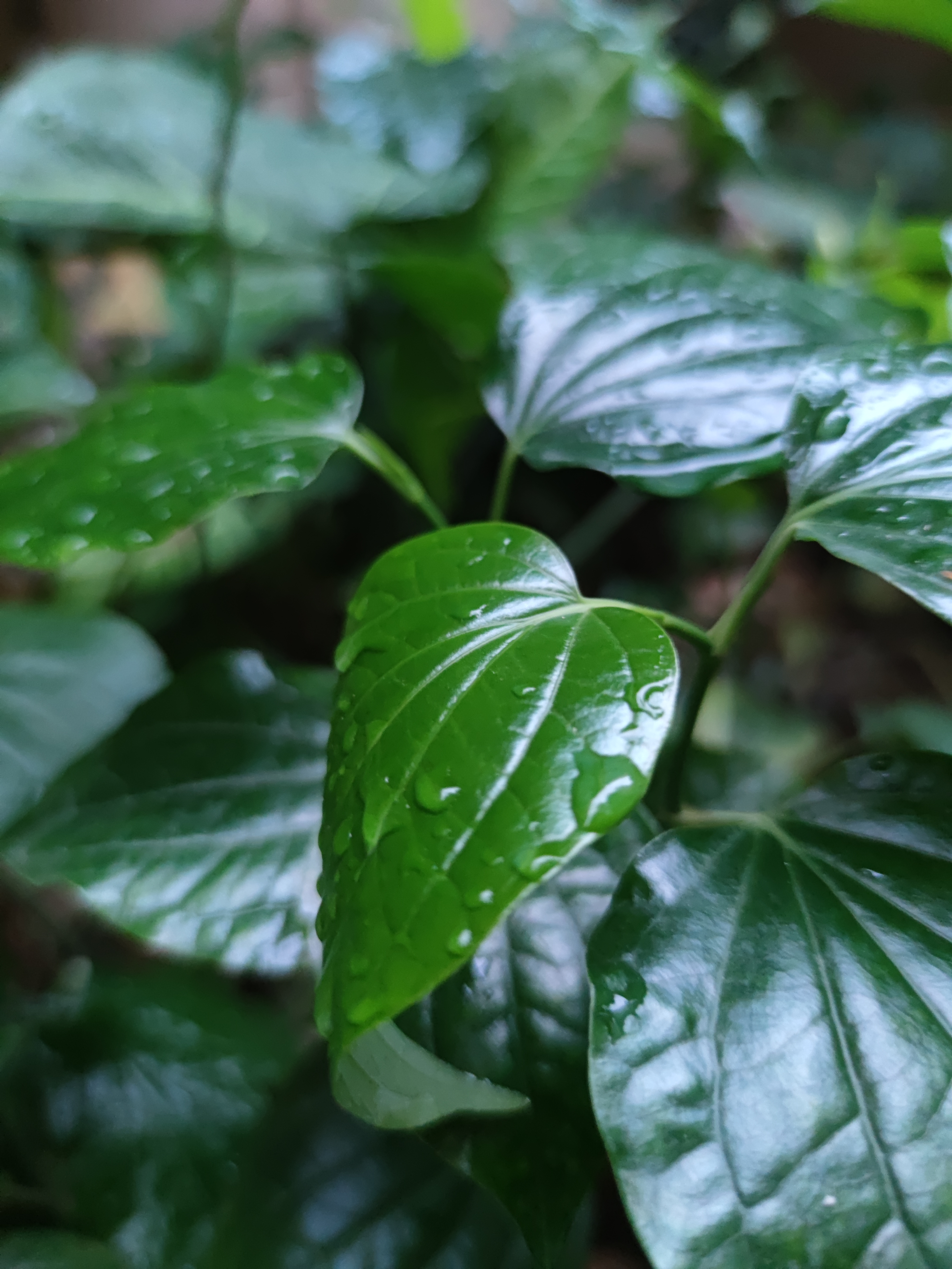 在楼下有一片自然生长的植物叶子,有认识这是什么神叶吗?