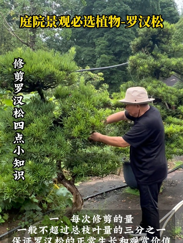 罗汉松嫁接技术图解图片