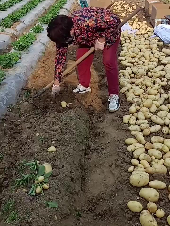 家里一块小地种出来的土豆