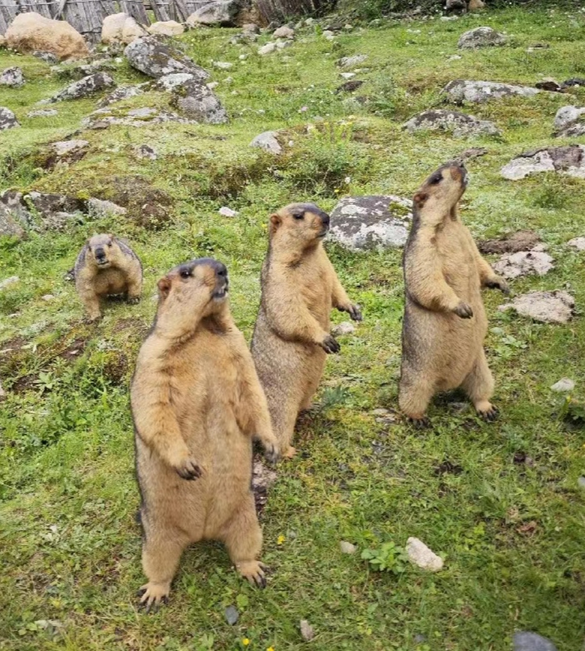 土拨鼠为什么喜欢站立起来,为什么喜欢啊啊啊?