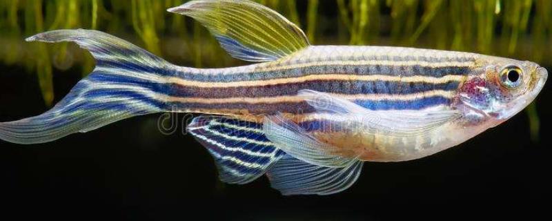 斑马鱼的养殖方法,体型仅为3-4cm