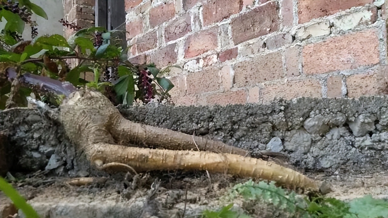 农村常见有毒植物商陆