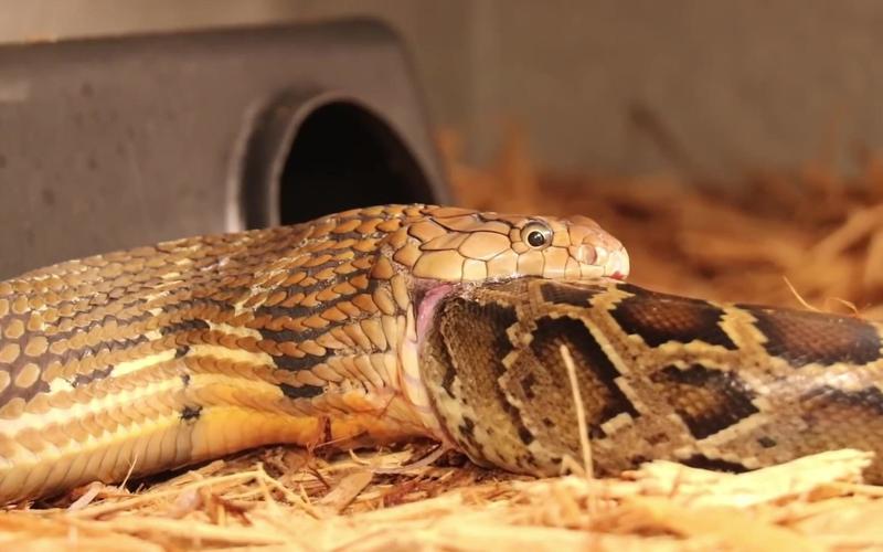 广东养殖场发现3米大蟒蛇,被当场活捉后,打嗝后吐出一整只鹅