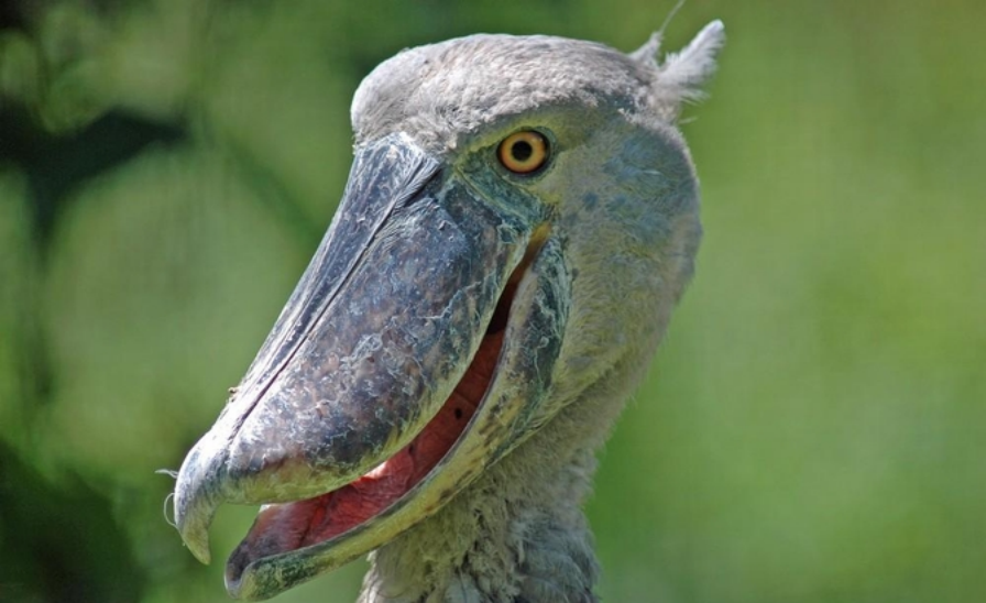 鸟界二哈鲸头鹳:喜欢拔毛送人差点秃,飞起来像史前生物
