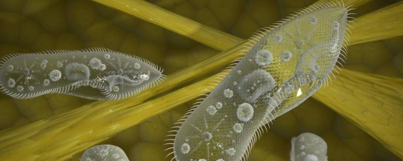 草履虫是什么生物?它的结构功能是怎样的