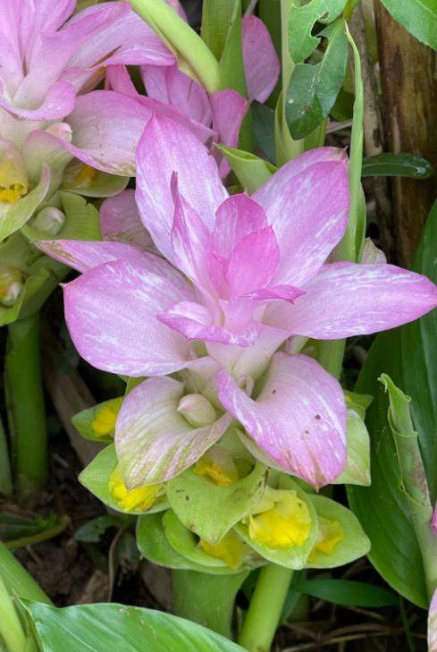 6种花是佛教圣花!漂亮又好养,家里养几盆,一生平安!