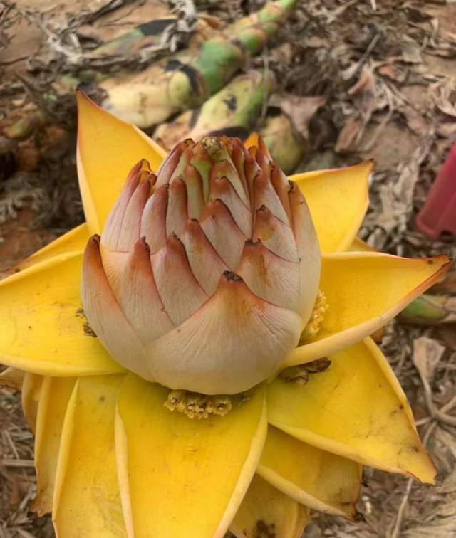 6种花是佛教圣花!漂亮又好养,家里养几盆,一生平安!