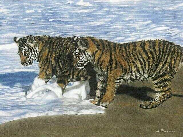 一系列惟妙惟肖的写实动物绘画︱美国女画家莱斯利·哈里森作品