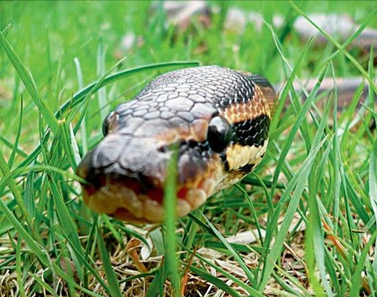 广东养殖场发现3米大蟒蛇,被当场活捉后,打嗝后吐出一整只鹅