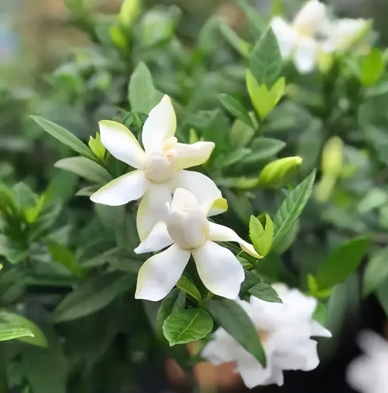 夏天栀子花有"3怕",及时避开顺利开花,香味浓郁惹人爱