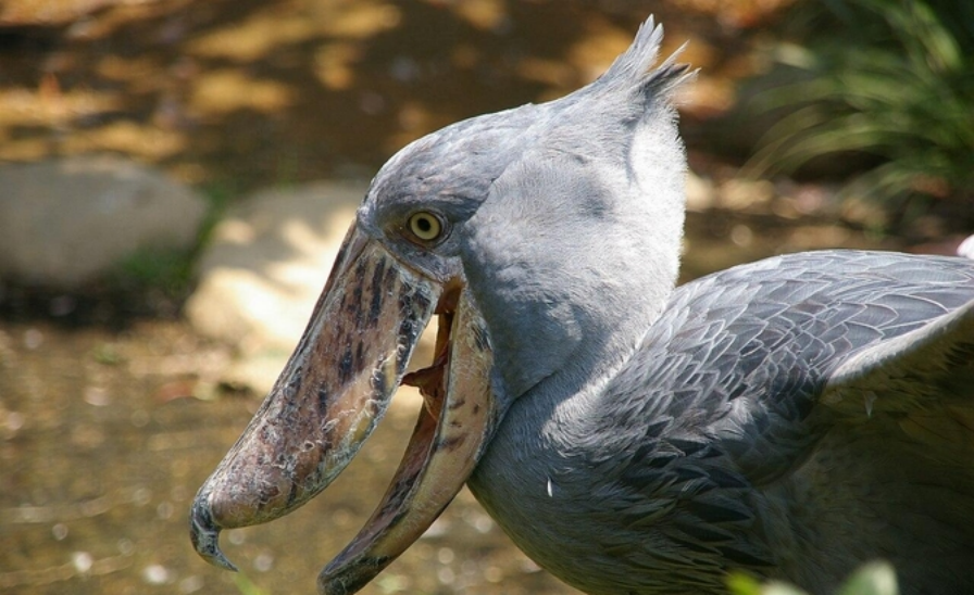 鸟界二哈鲸头鹳:喜欢拔毛送人差点秃,飞起来像史前生物
