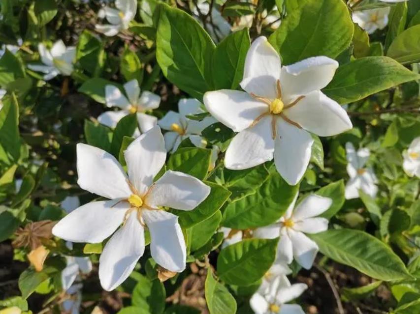 夏天栀子花有"3怕",及时避开顺利开花,香味浓郁惹人爱