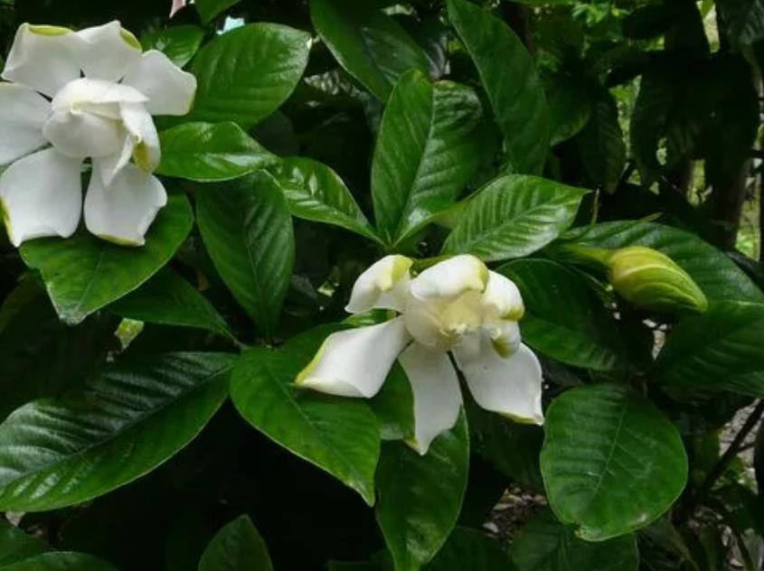 夏天栀子花有"3怕",及时避开顺利开花,香味浓郁惹人爱