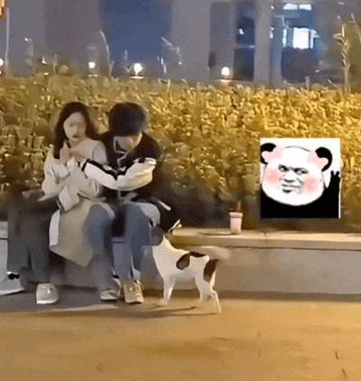 狗子:兄弟只能帮你到这里了01都说狗狗是最有灵性的动物,说的一点没错