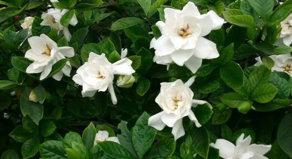 夏天栀子花有"3怕",及时避开顺利开花,香味浓郁惹人爱