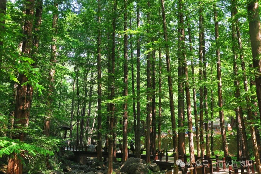 国家植物园樱桃沟喷雾调整开放时间