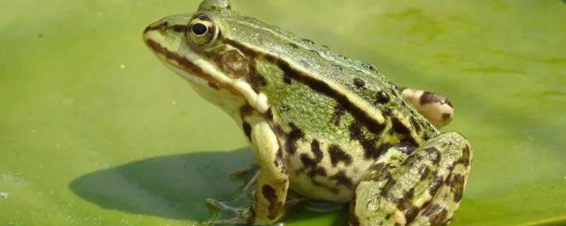 黑斑蛙养殖技术,养殖地可选择水田