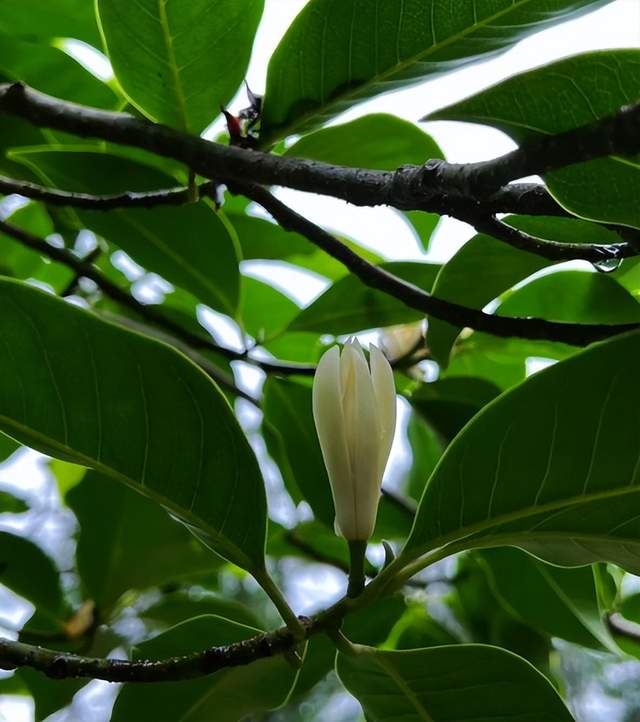 6种花是佛教圣花!漂亮又好养,家里养几盆,一生平安!