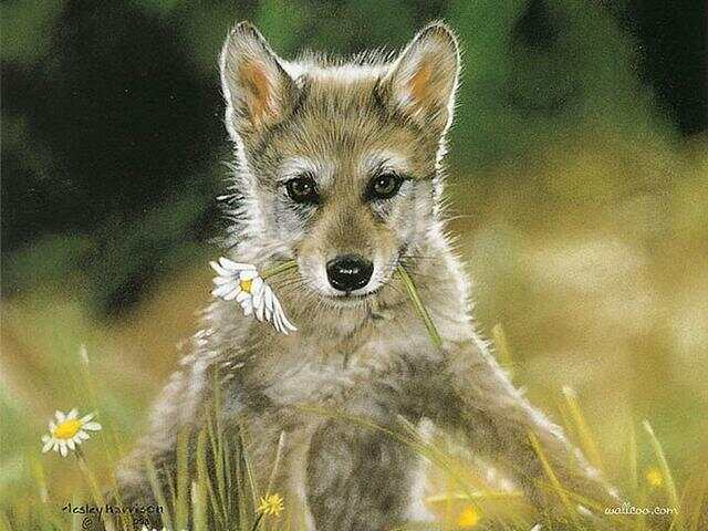 一系列惟妙惟肖的写实动物绘画︱美国女画家莱斯利·哈里森作品