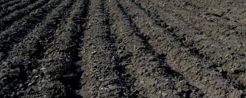 黑土地适合种植什么,保护黑土地的措施