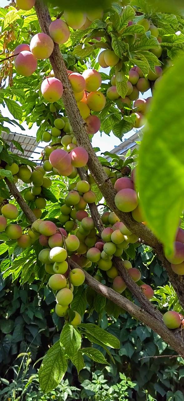 几年前我买了一棵西梅树种在院子里,一直没有结果,没想到今年大丰收了