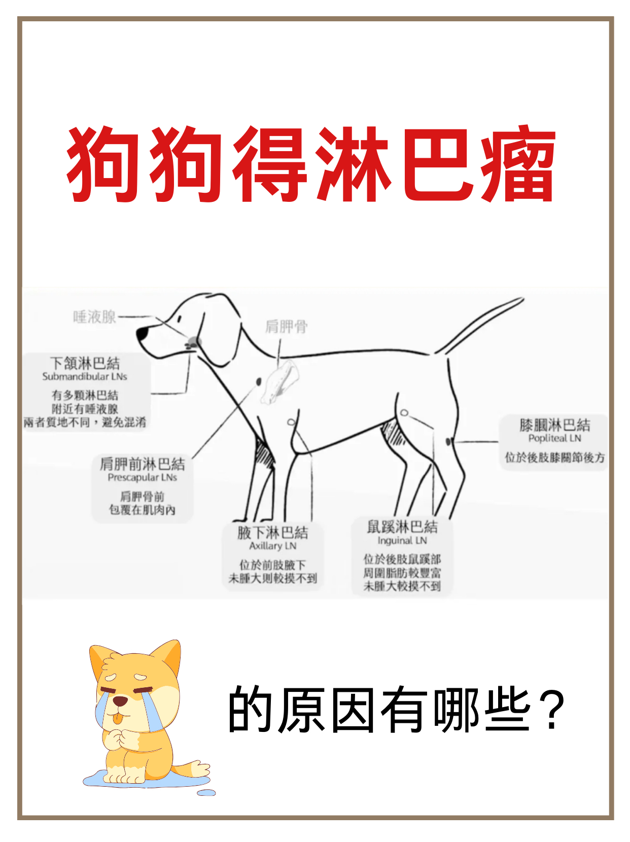 15狗狗得淋巴瘤的原因有哪些
