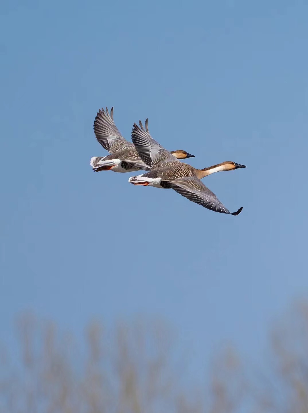 辽宁省大连市:比翼双飞 作者:夏泉泽 #振兴新突破辽宁
