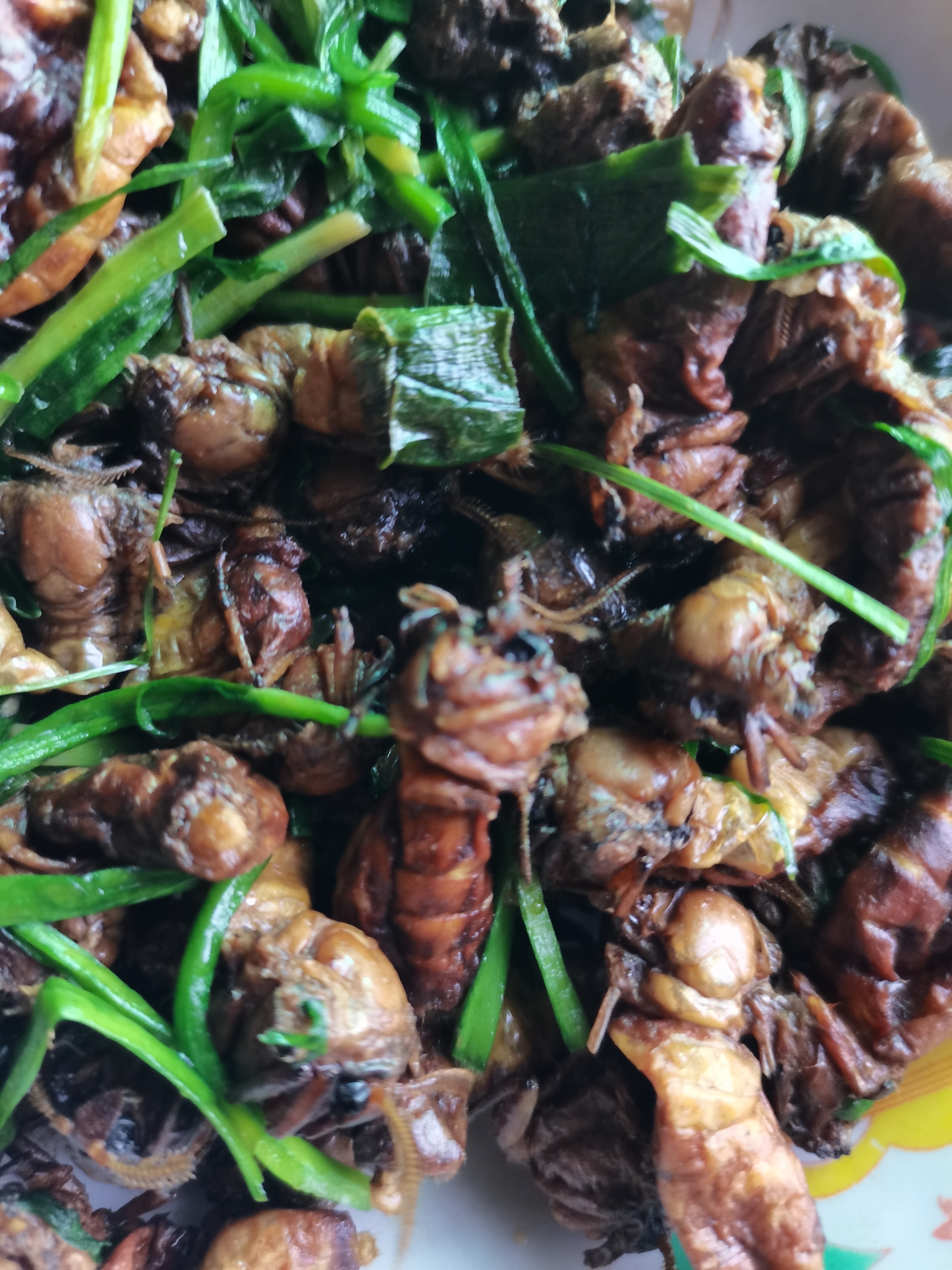 蓖麻蚕蛾