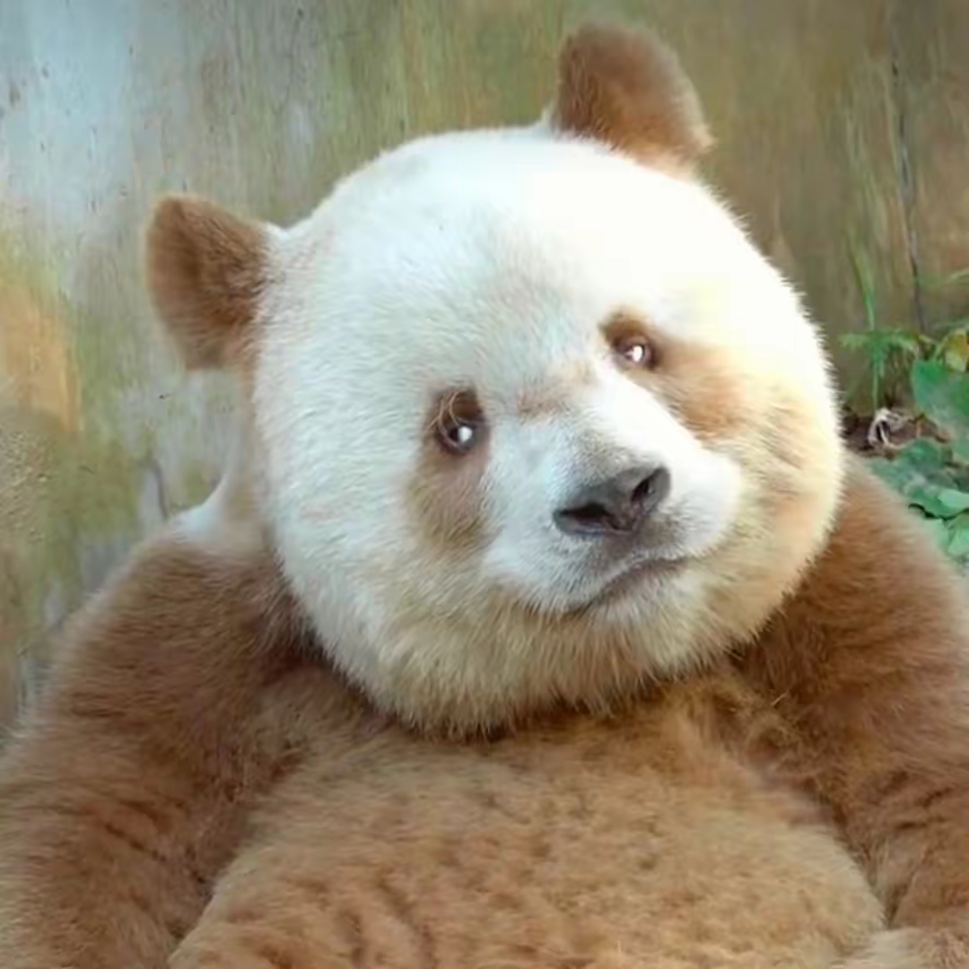 心情不好的时候,就拿出七仔的照片来看看,这一副地主家傻儿子的模样