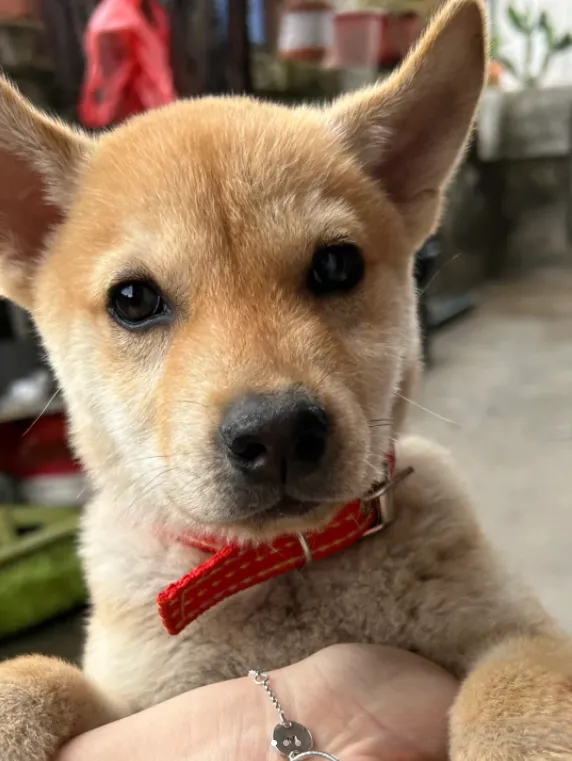 狗了  爸爸买的这只中华田园犬真的是太太太可爱了吧,看到它的时候,就