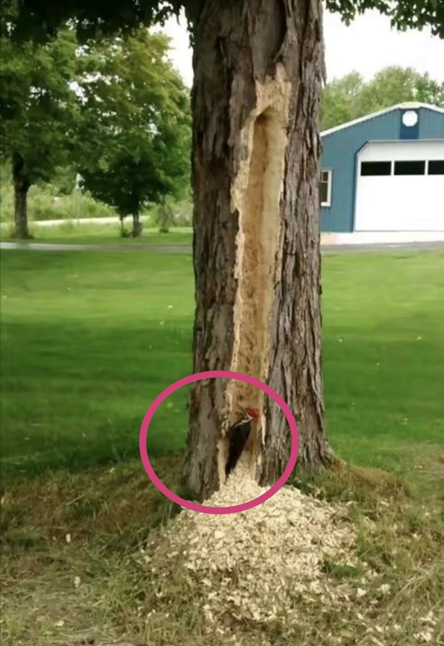 北美黑啄木鸟以其啄木行为著称,它们像打桩机一样不断啄击树木.