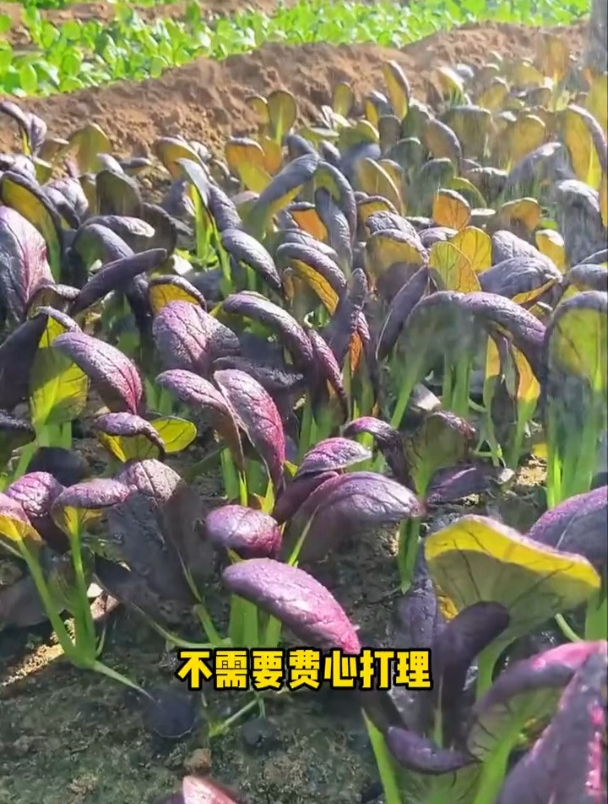 紫杆油菜花图片