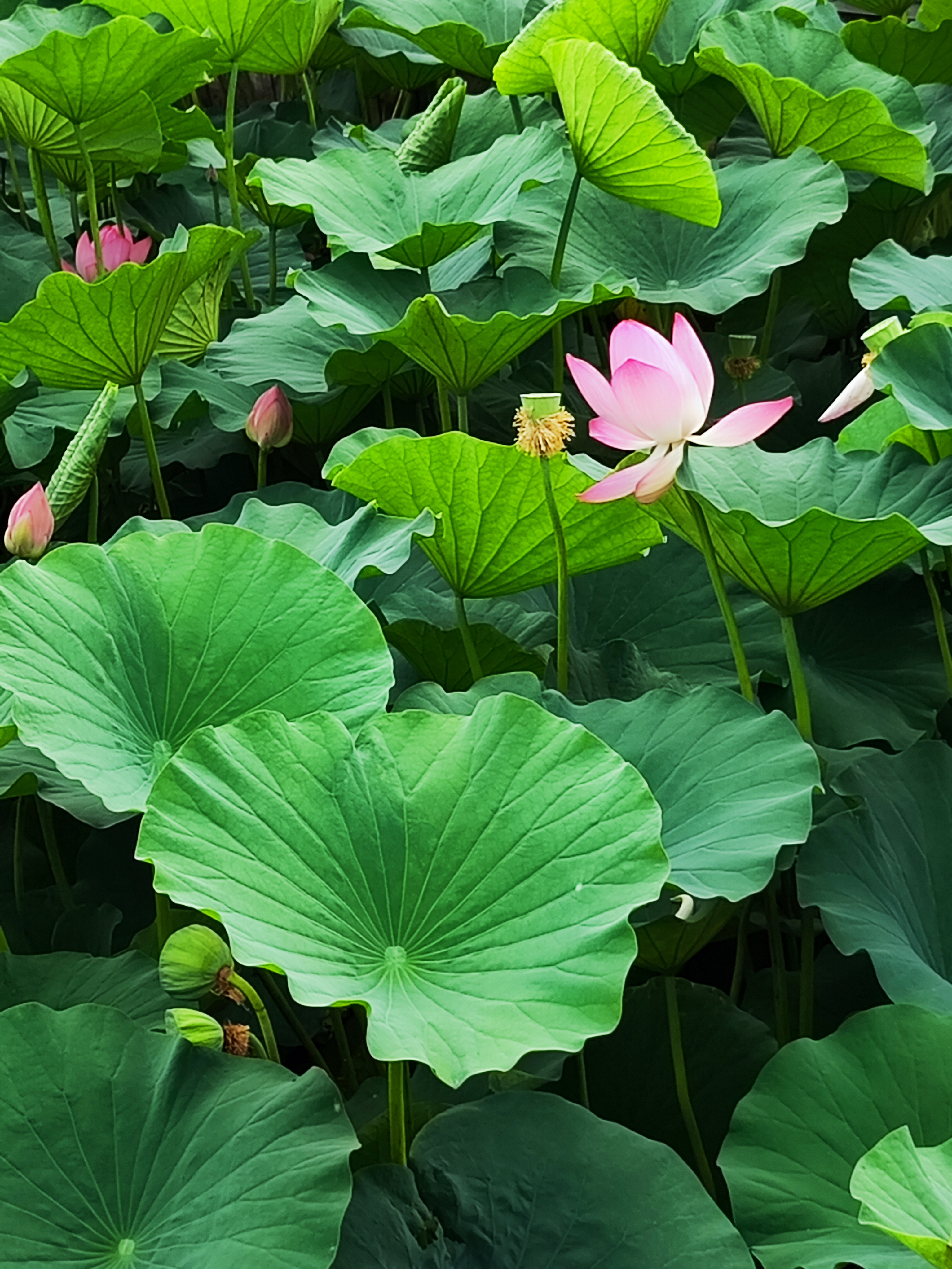 夏日的荷花池,简直就像一幅美丽画卷.