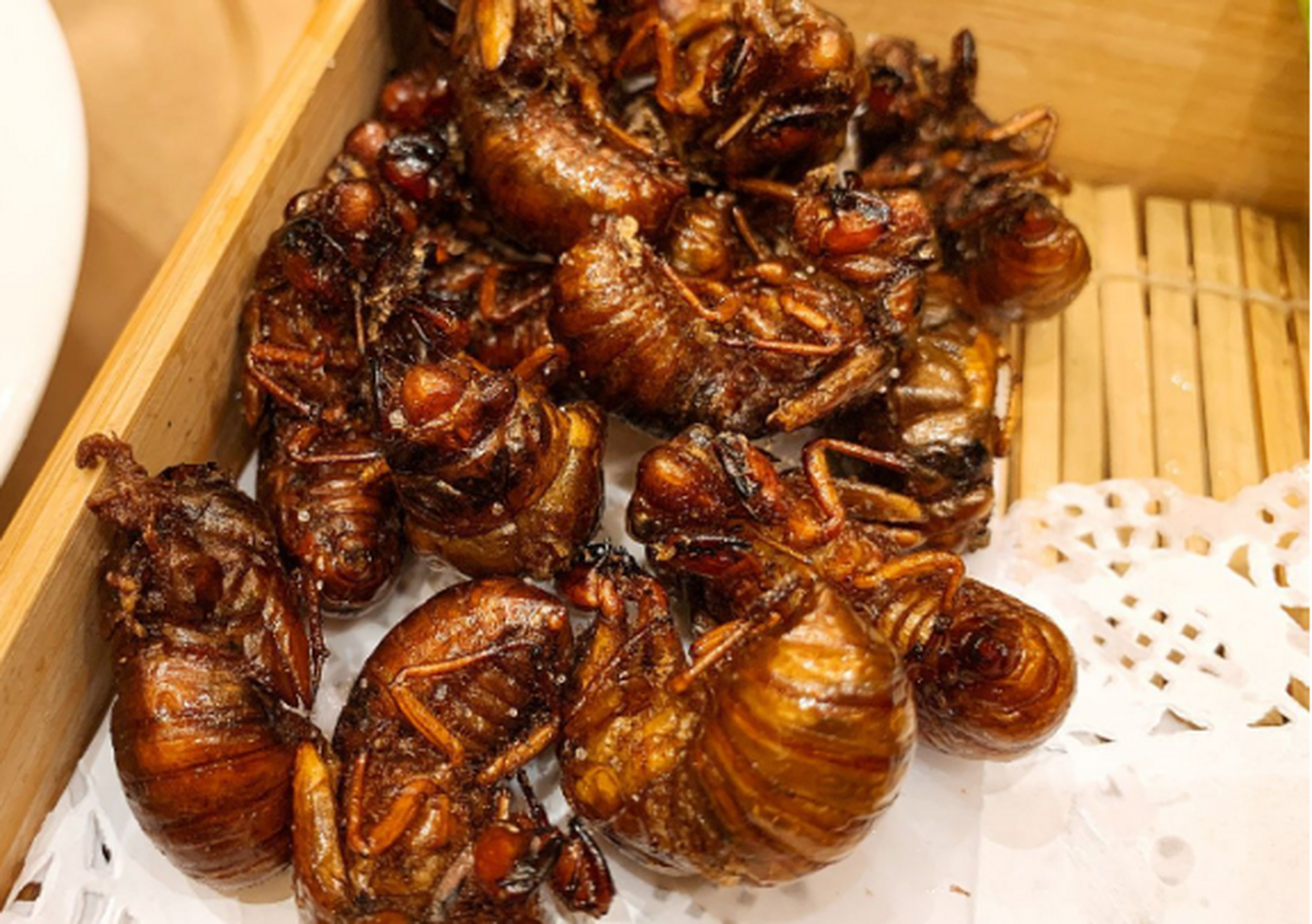 知了猴又称黄金蝉,极高的营养价值和独特的口感,堪为食用昆虫中的佼佼