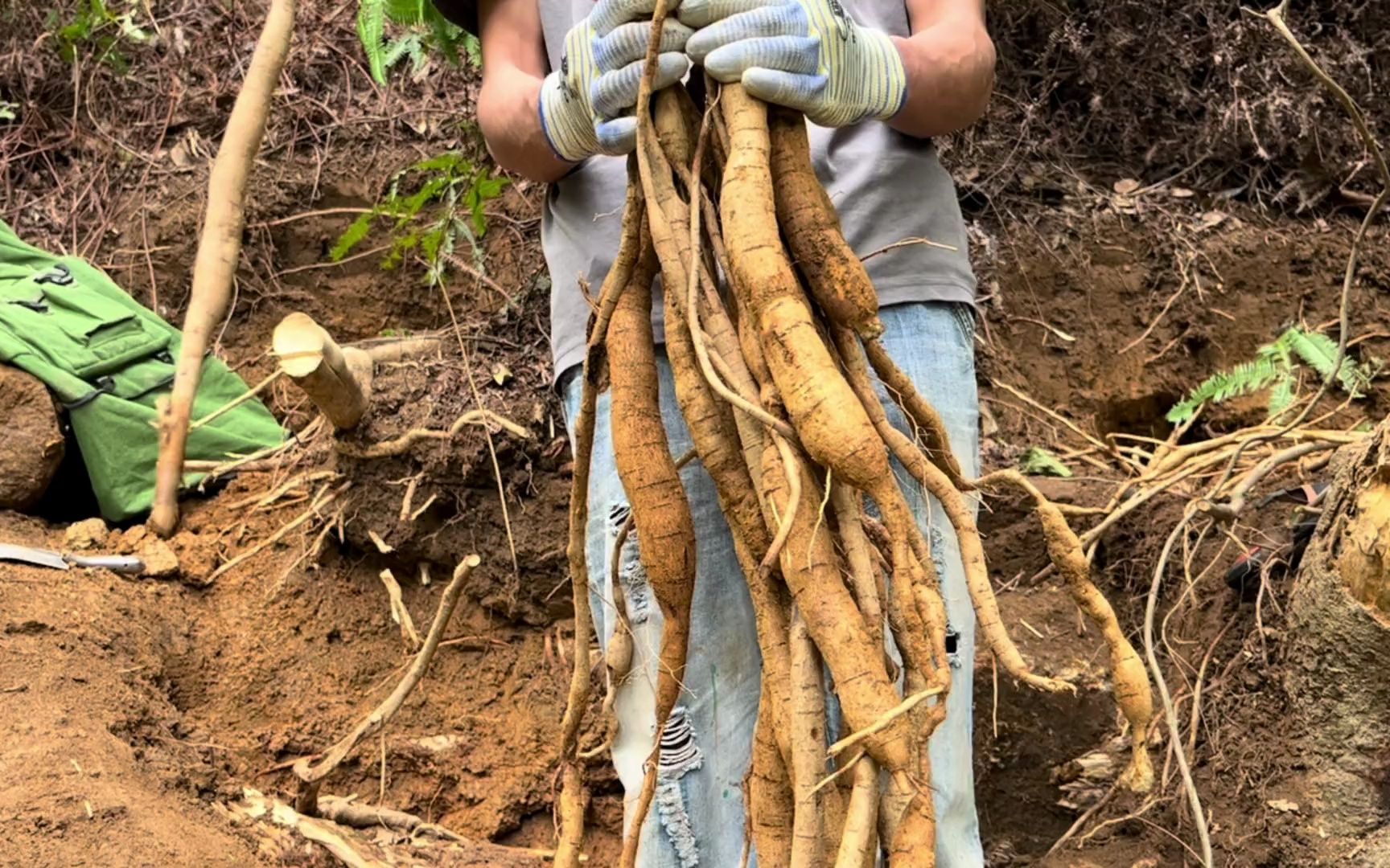 野生牛大力的效果图片