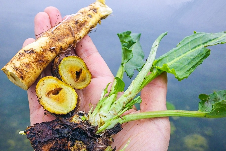 野菠菜图片