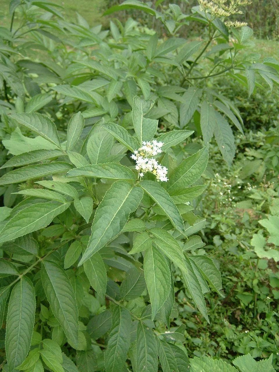 有毒植物大全