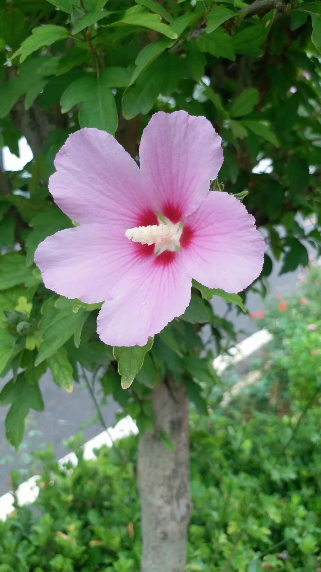 咸阳的市花图片