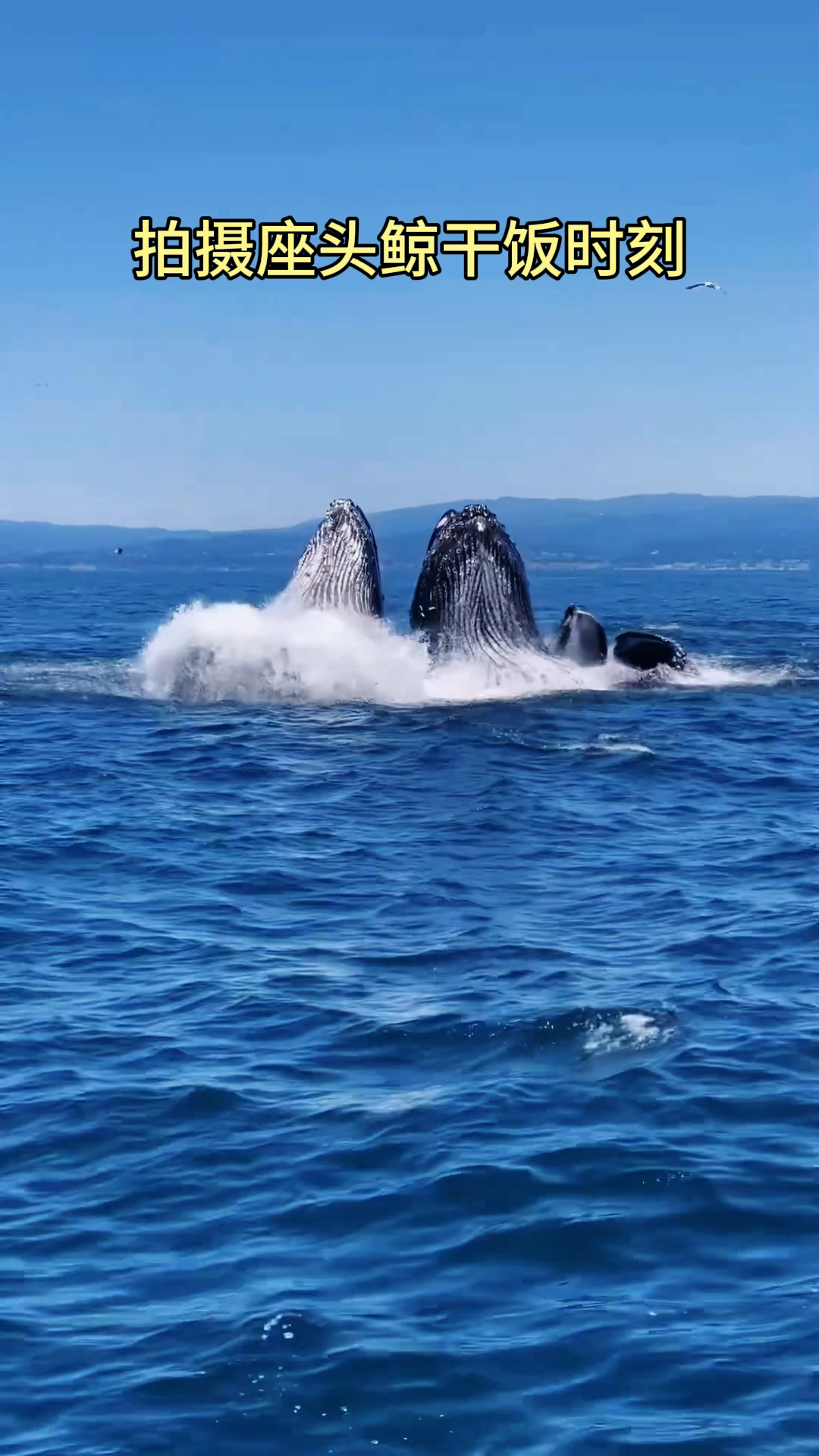 巨无霸座头鲸,重80吨,每天进食3吨以上. #座头鲸  #鲸鱼捕食