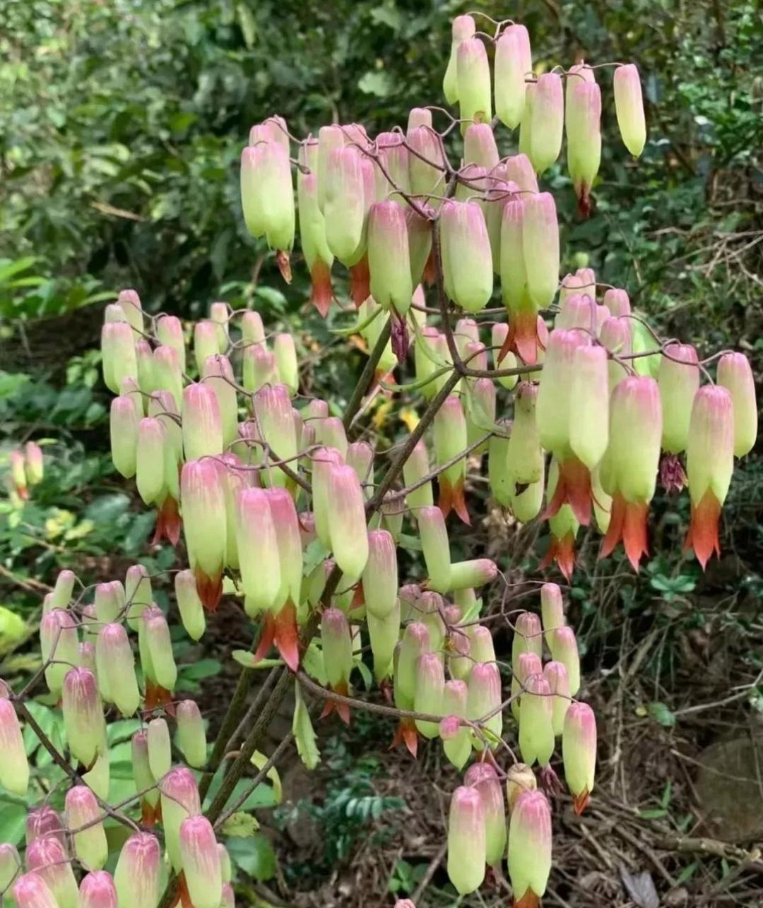 落地生根,开花结果图片