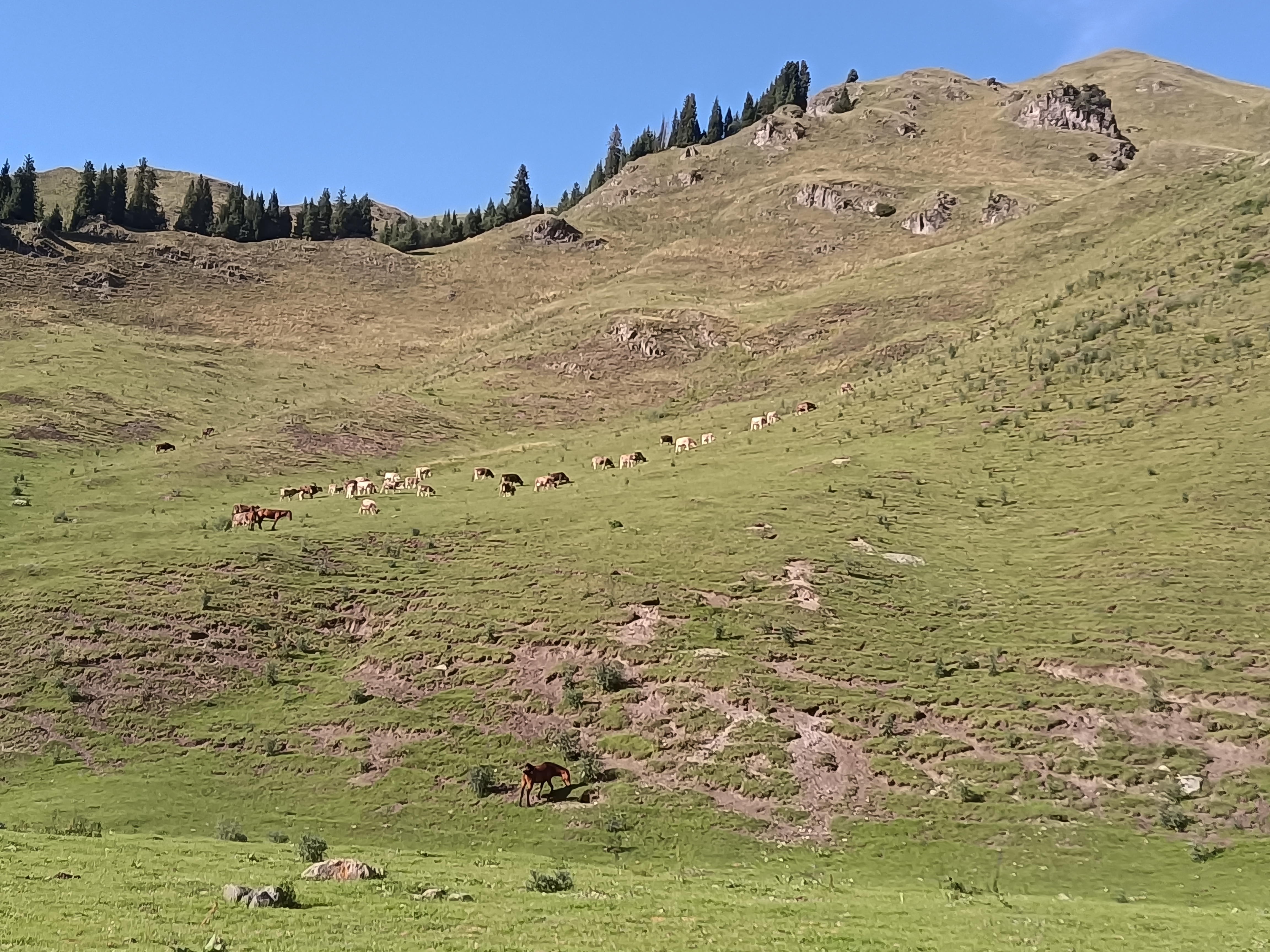 完成了一天在天山原始森林的游玩,采了几袋子蘑菇满载而归,还不忘买点