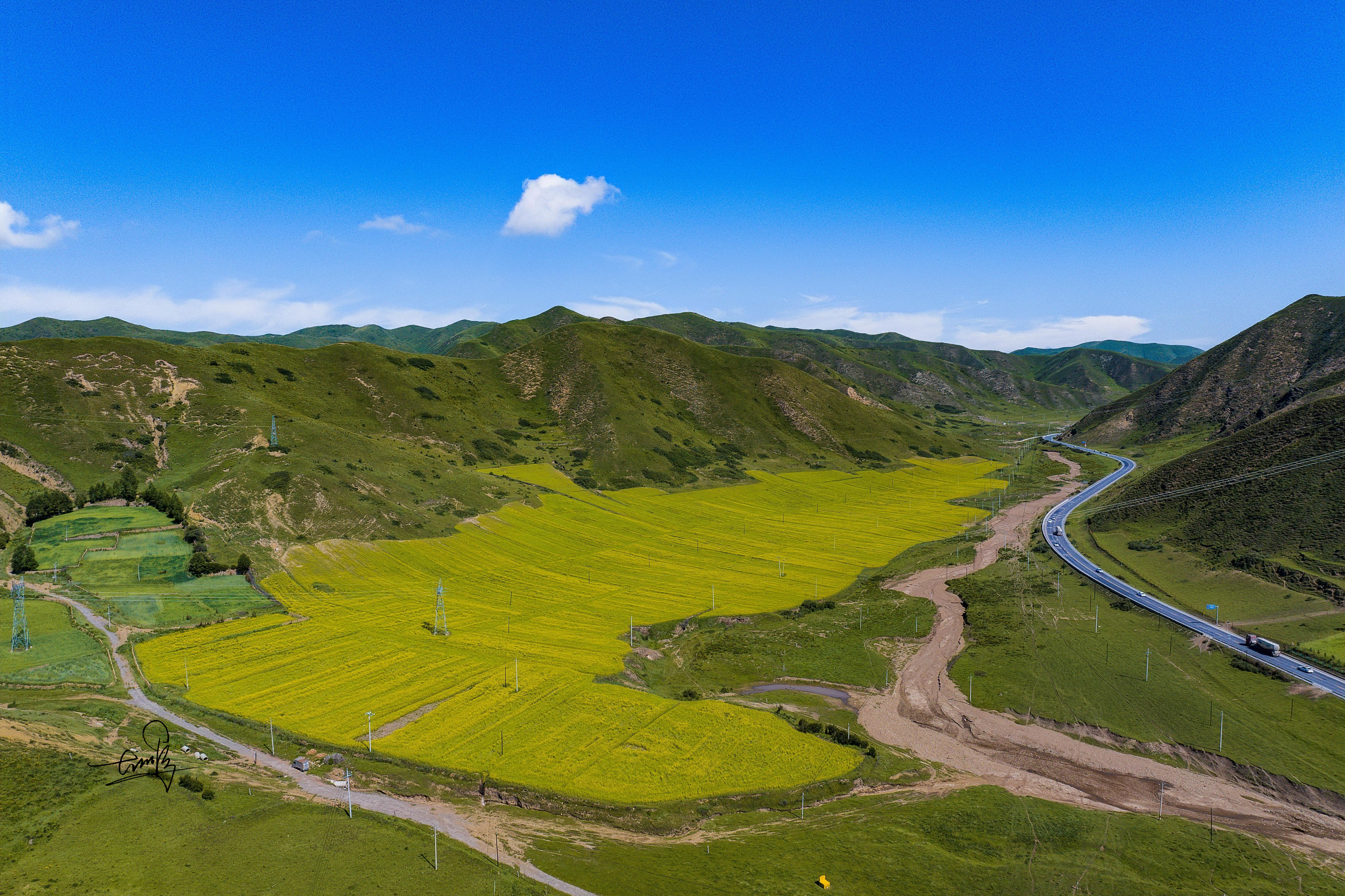 金黄色的油菜花海如同一大片金色的绸缎,在大地上肆意铺