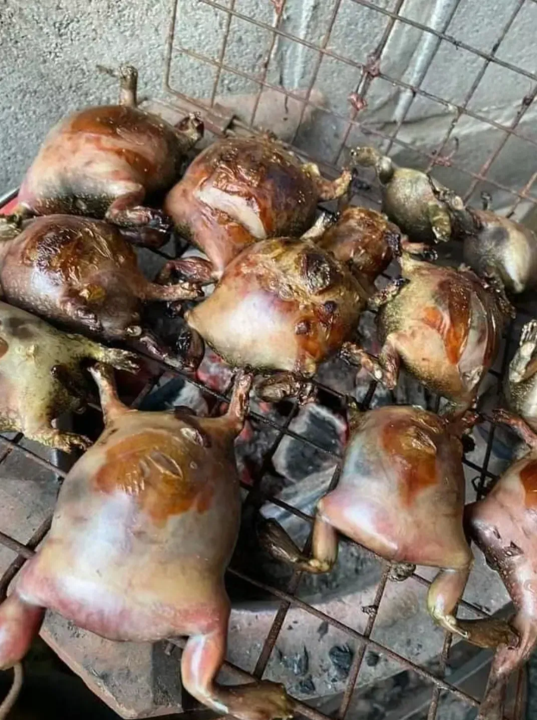 大家在云南吃过这个没,像青蛙,好像不是青蛙