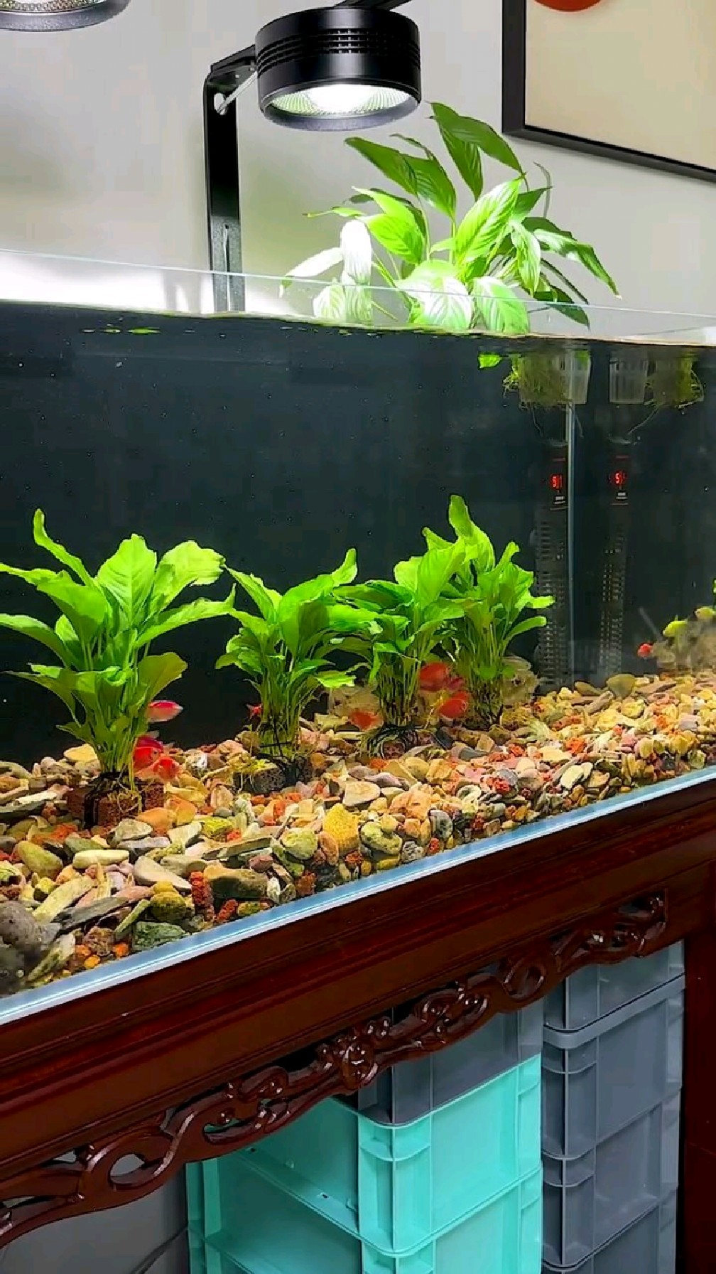 非常好养的阴性水草,不仅好看还能净化鱼缸水质,你也快试试吧