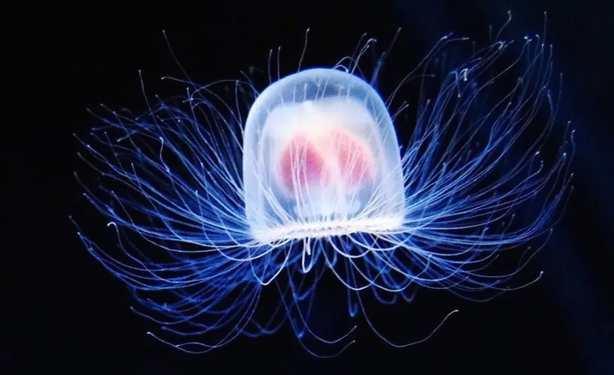 灯塔水母,这一小型而神秘的水生生物,以其独特的钟型身体和通体透明的