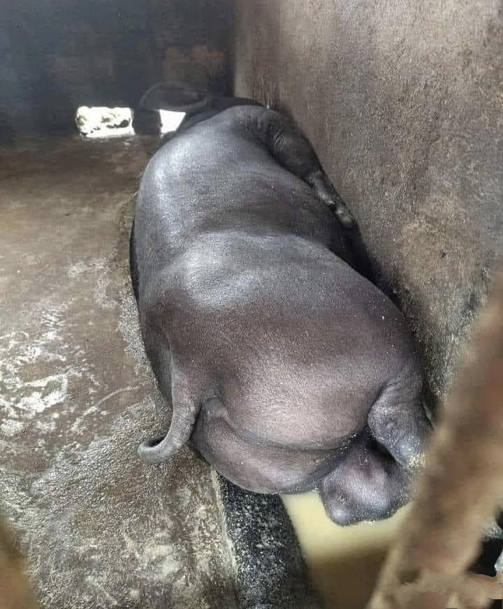 蜷缩成一团,呼噜震天,仿佛在梦中参加了一场美食大赛,吃得太饱累瘫了.