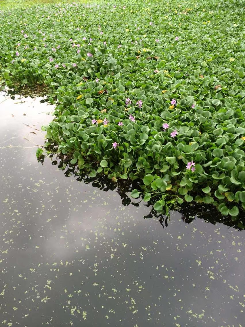 水葫芦,又称凤眼蓝,一种应用十分广泛的水生植物,其在水生态修复方面
