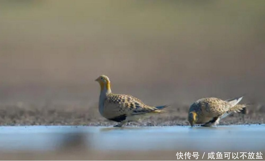 沙半斤鸟图片图片